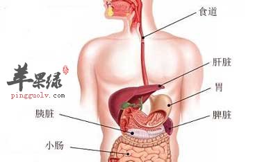 脾在人体哪个位置胰腺图片