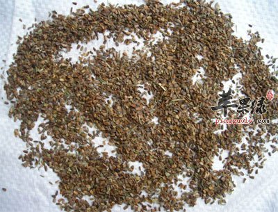 茺蔚子的功效与作用