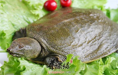 甲鱼