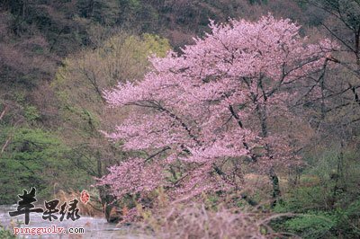 春日美景.jpg