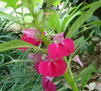 蘋果綠 中藥大全 功效與作用 (四)鳳仙花的性味歸經 【性味】 甘微苦