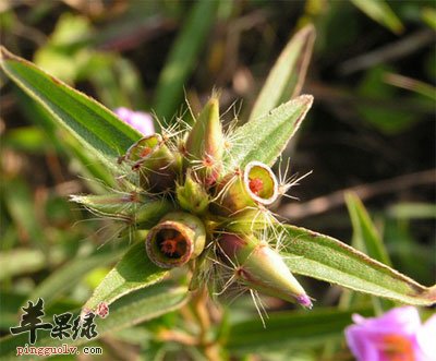 香炉草植株图片图片