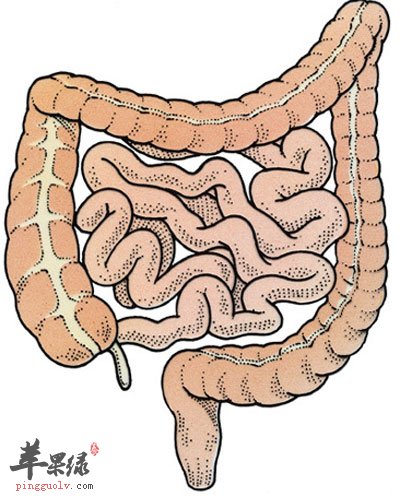 小肠示意图 结构图图片