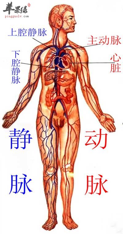 人体内的血管分布.jpg