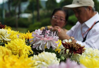 赏菊