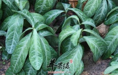 龍脷葉原植物.jpg