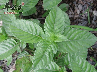 凉粉草的功效与作用