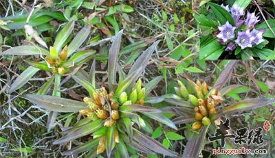 大叶龙胆草原植物.jpg