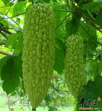 清心去火的"君子菜"——苦瓜
