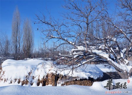 大雪堆积树枝