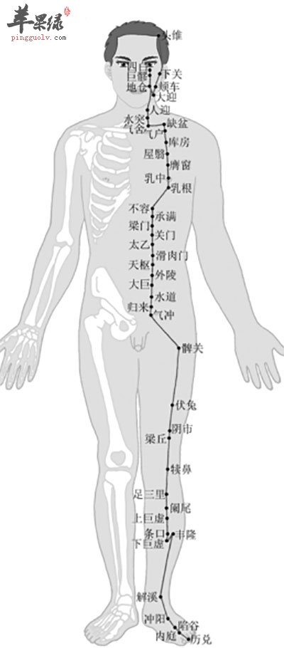 足阳明胃经