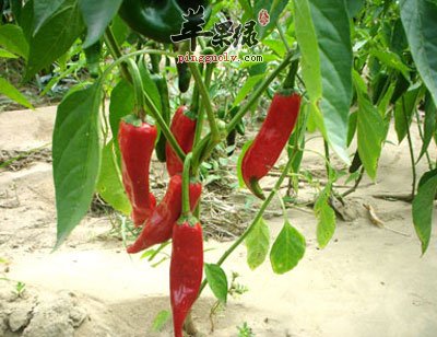 红椒原植物