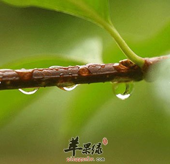 春天小雨