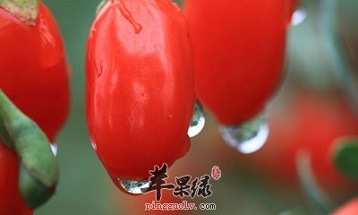 枸杞