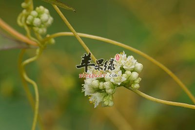 菟絲子補虛弱益精氣 安神強體