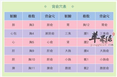 特效穴位—背俞穴,脏腑募穴_苹果绿