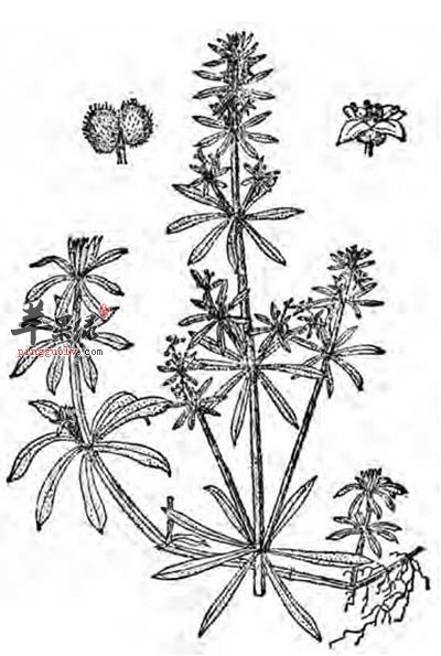 清热药之菊花脑和猪殃殃