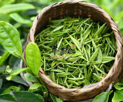 夏季养生可选饮绿茶