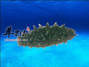 海参吃了有什么好处