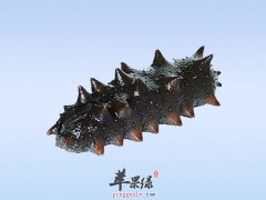 海参有哪些做法 葱烧海参营养高