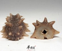 吃海参的好处有哪些