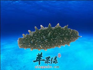 海参不应该和什么一起吃