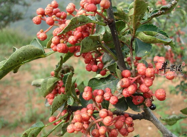 用烹饪调料花椒泡脚可以治痛经