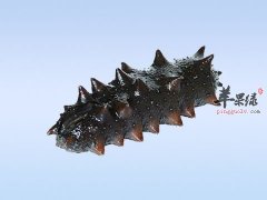 妇女从什么时候吃海参好 怀孕了能吃海参吗