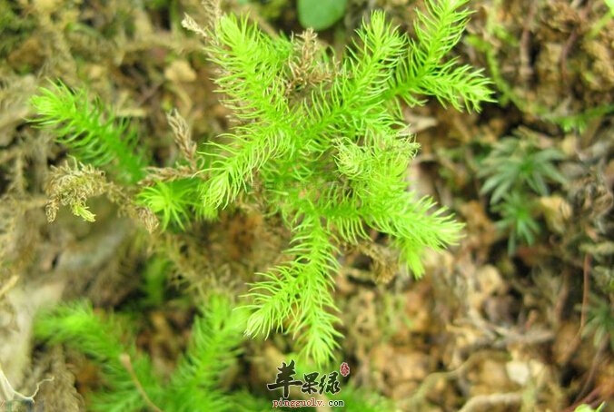 用伸筋草泡水让你更加年轻