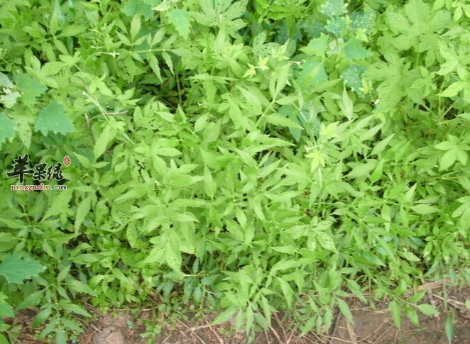 水芹菜和毒芹菜有哪些区别