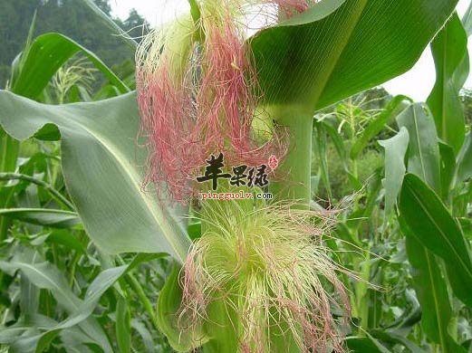 玉米须1.jpg