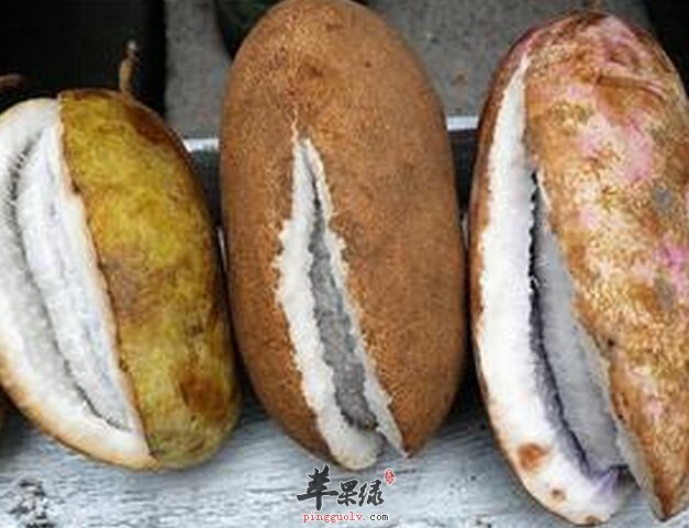 预知子的功效与作用