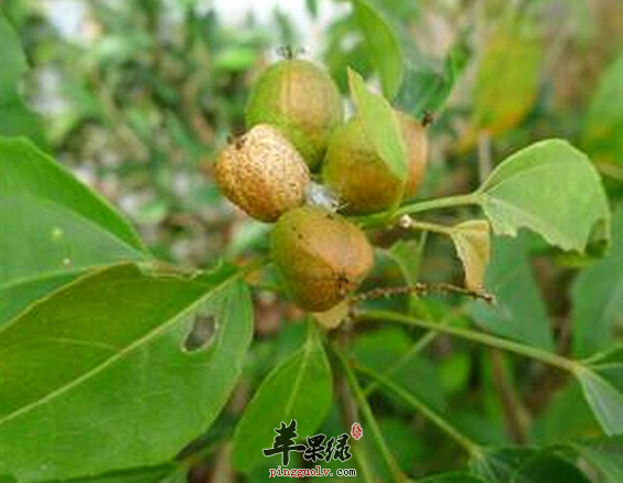 苹果绿 食材大全 营养价值巴豆 灌木或小乔木,高2-10m.