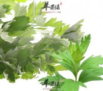 艾叶可以治疗哪些疾病