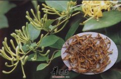 服用金银花的注意事项 金银花泡水喝的禁忌