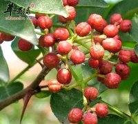 花椒可治疗哪些疾病