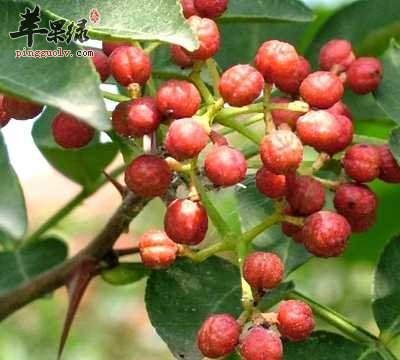 花椒.jpg