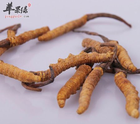 吃冬虫夏草可以补肾吗