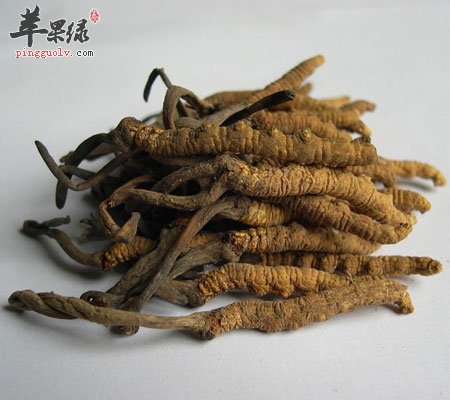 吃冬虫夏草可以补肾吗
