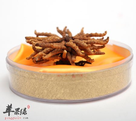 哪些人不宜吃冬虫夏草