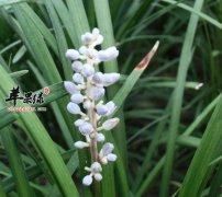 麦冬泡水喝的五大禁忌 食用养生补品指南