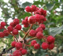 抗癌中草药花椒的功效