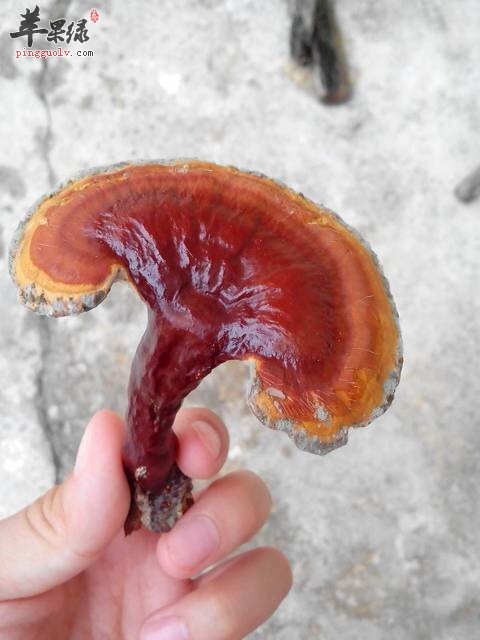 灵芝的吃法你懂几个