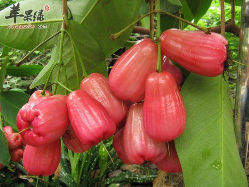 糖尿病患者能不能吃雾莲 食用需要注意什么