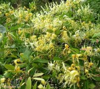 金银花泡水喝的功效大盘点