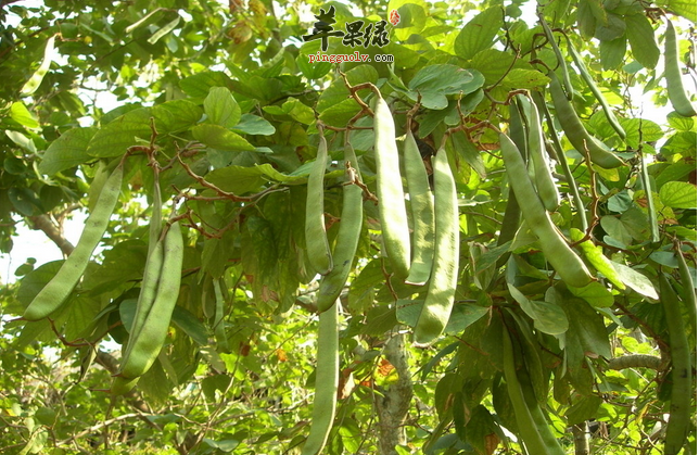 刀豆功效及作用 营养价值 图片 烹饪技巧 挑选方法