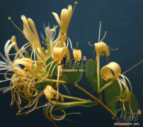感冒上火只要有金银花就够了
