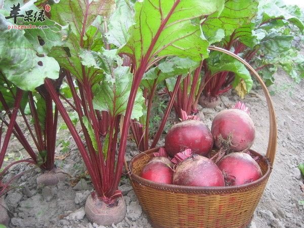 甜菜營養價值高 孕婦可以放心食用