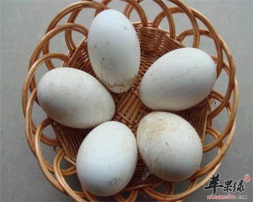鹅蛋每个人都适合吃吗 孕妇能不能吃