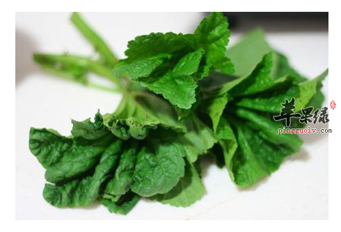 冬寒菜的功效与作用